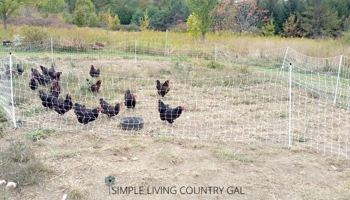 using chickens for cleaning up the garden in the fall. 