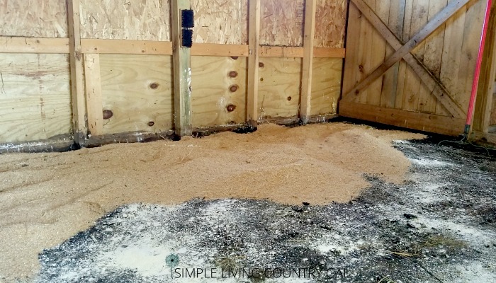 Putting down a fresh layer of saw dust litter in the goat barn to prepare for winter
