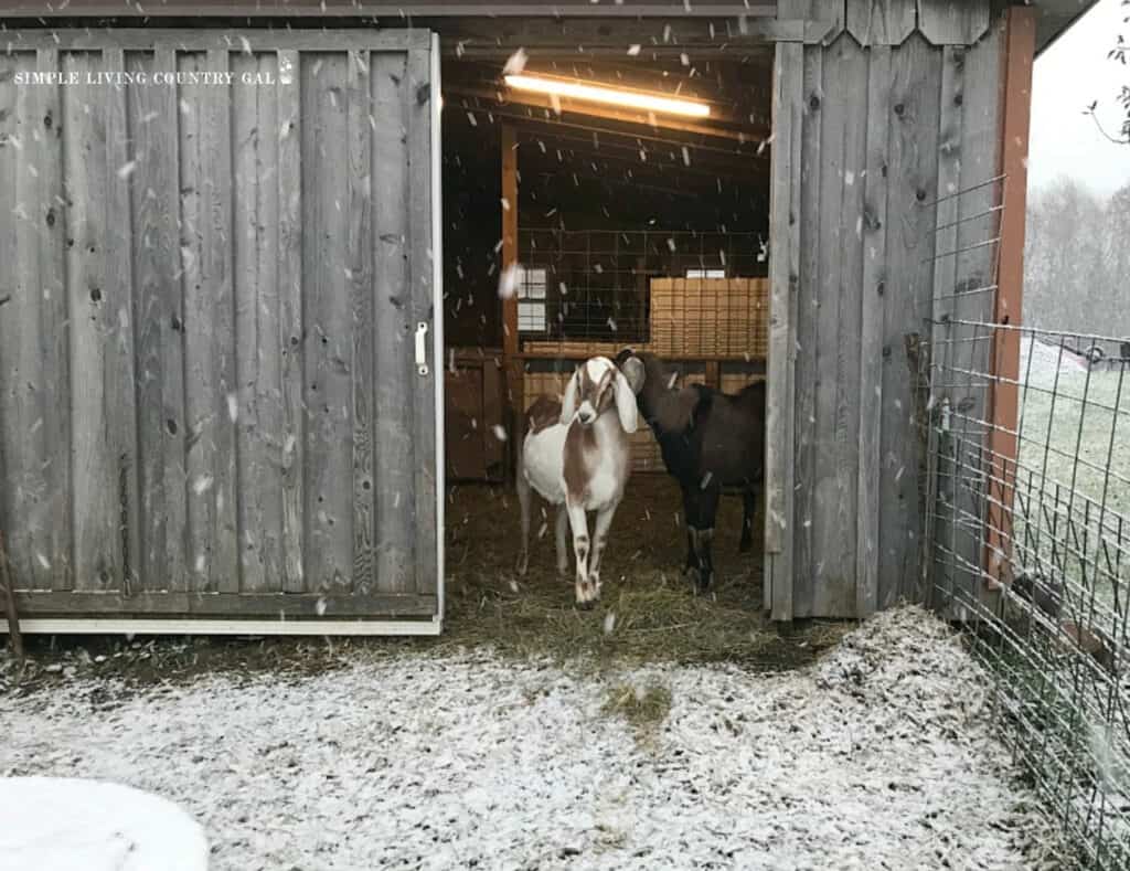 A goat peeking out from a barn at the new snow fall