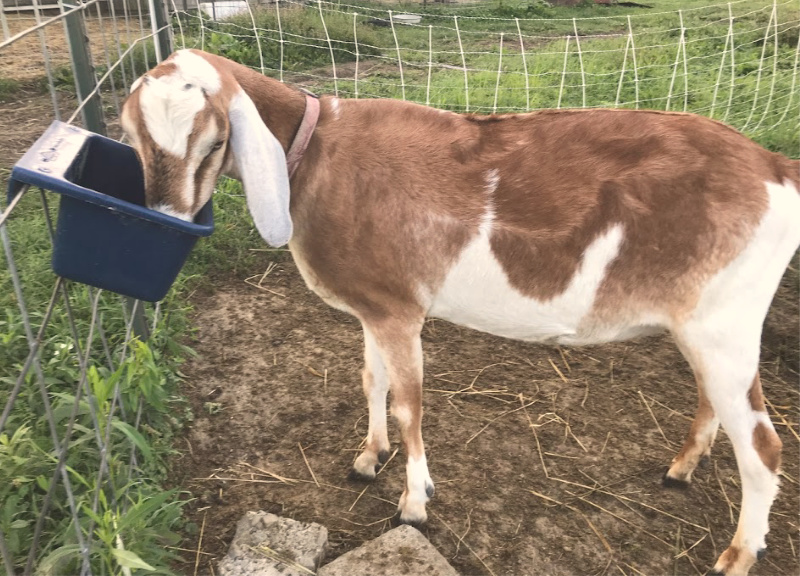 A white and tan Nubian goat eating out of a bowl in a pasture