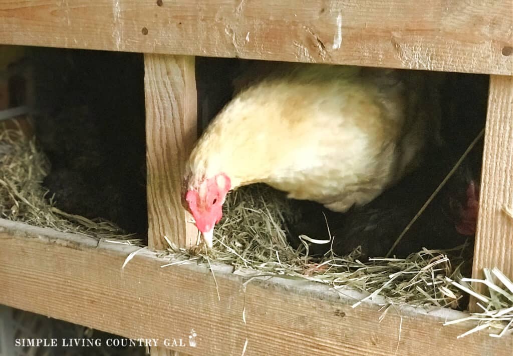 a chicken sitting inside of a diy nesting box copy