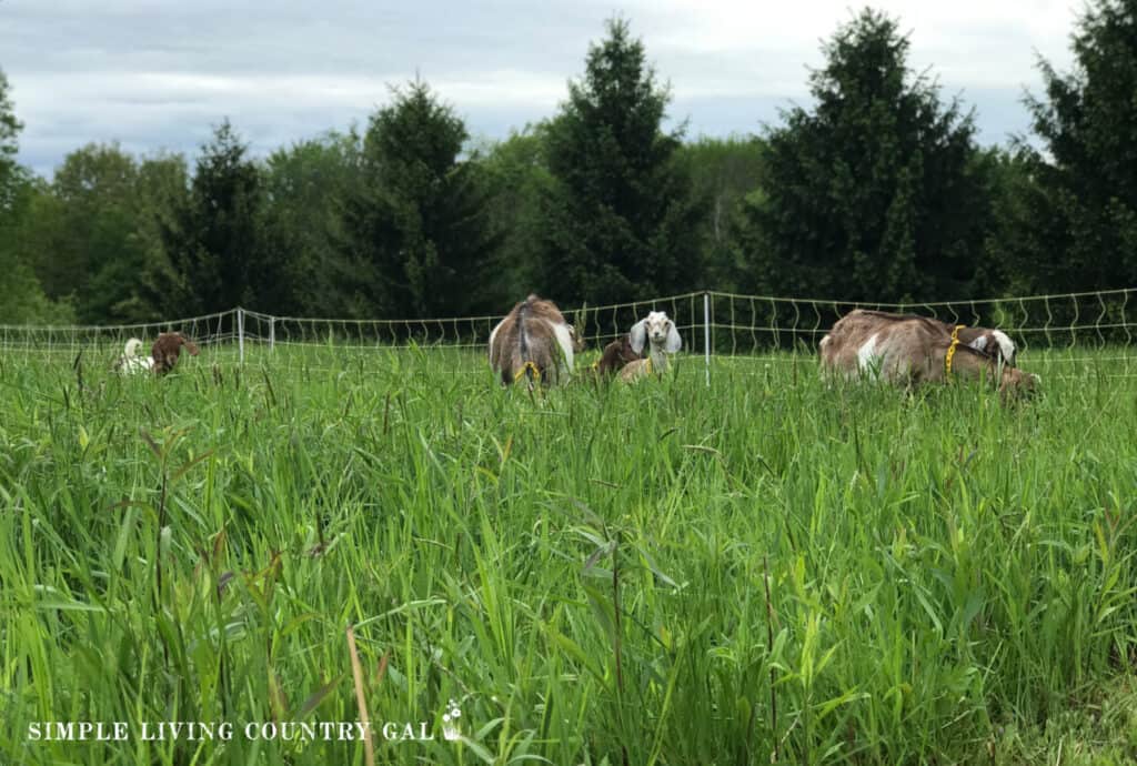 a herd of goats grazing on green grass in a pasture