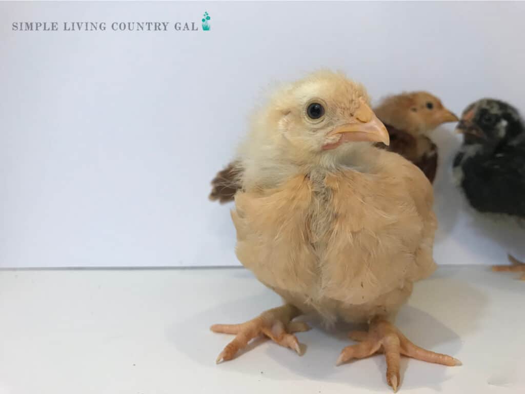 cute golden baby chick with straight toes