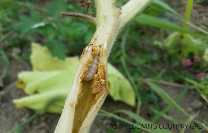 squash vine bore in the stem of a pumpkin plant 