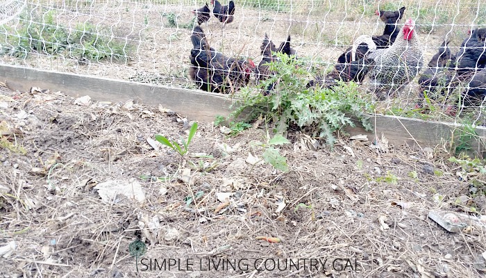 compost in a garden bed next to chickens. Tips on cleaning up the garden. 