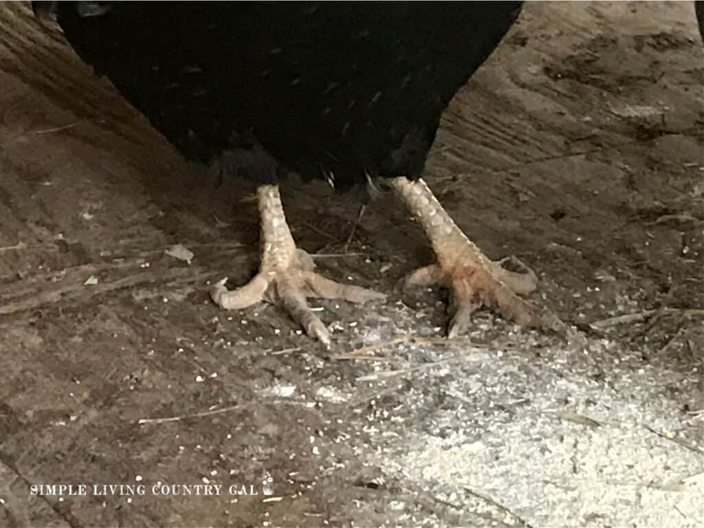 large black hen with curly toe in her feet