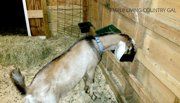 A goat eating out of a mineral feeder in a barn. 