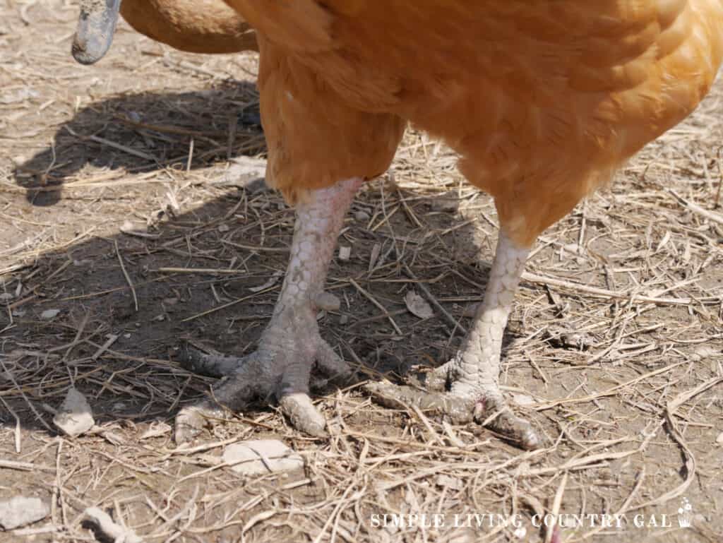 golden rooster with curly toe