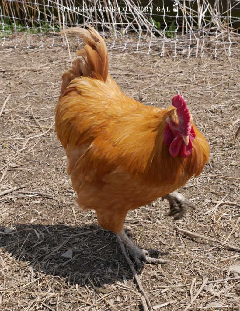 golden rooster walking around a chicken coop