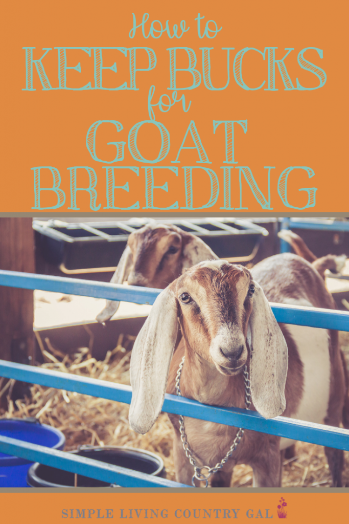 Are you new to goats and a bit nervous about your bucks this breeding season? Then read my checklist on how to safely house your bucks on your homestead and you can begin breeding this season. #goats #goatbucks #goatshelters