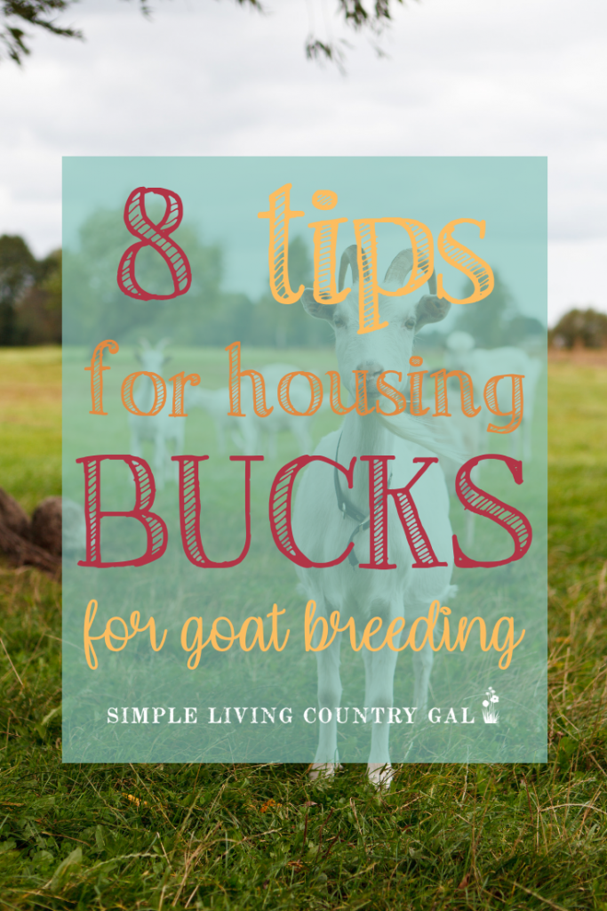 If you want a daily dose of delicious goat milk, and cheese, and butter then you need to breed your goats. For some that can be a bit scary and overwhelming but it doesn't have to be! See how I got through my first year with a buck and how easy ti was to breed my goats. #goats #dairygoats #breedgoats