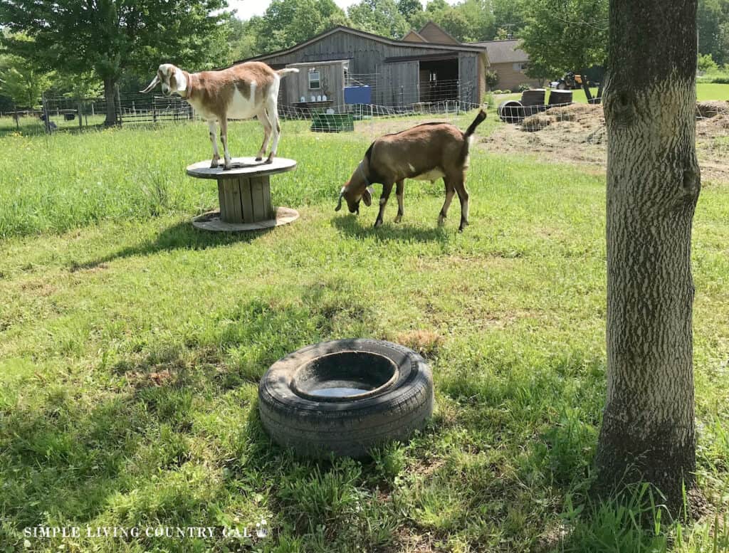 a buck and a wether in an enclosed are to prevent breeding in goat herd c