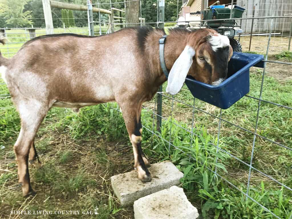 a buck eating grain out of a blue bucket