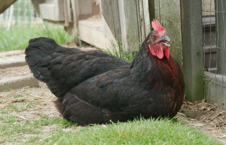 A black chicken resting near her coop