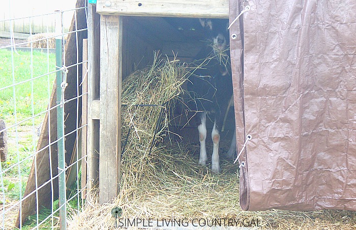 how to use a lean to to house a buck goat