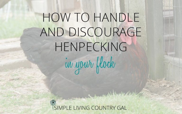 How To Handle And Discourage HenPecking In Your Flock