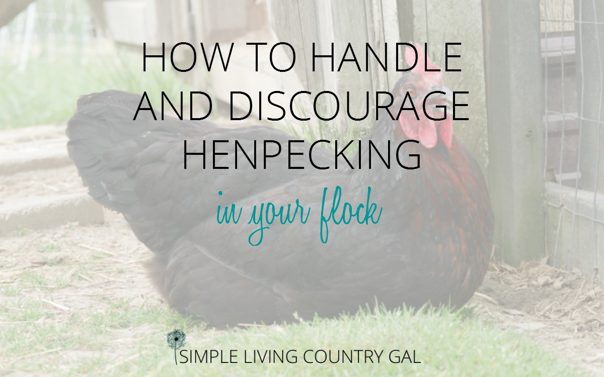 how-to-handle-and-discourage-henpecking-in-your-flock-simple-living