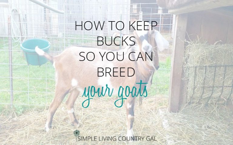 How to Keep Bucks so you can Breed your Goats