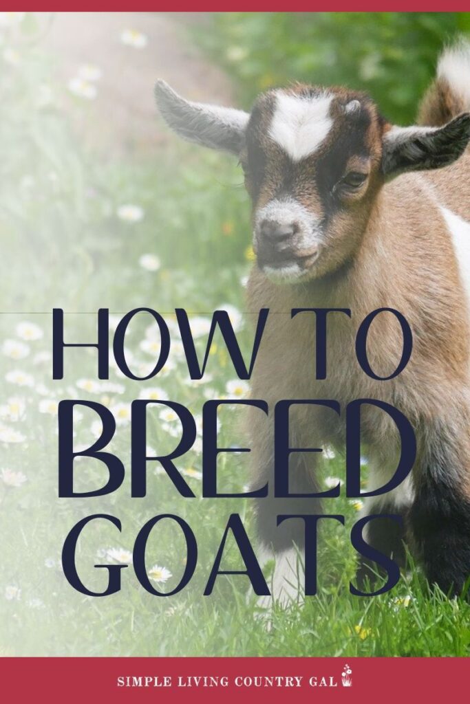 Goat Breeding 101: Getting Started | Simple Living Country Gal