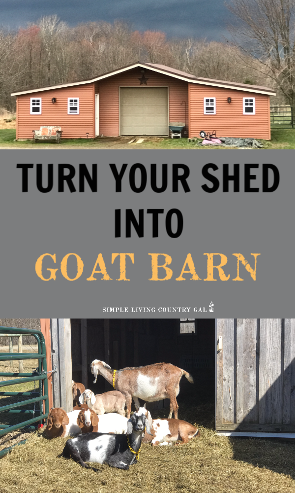 diy goat barn