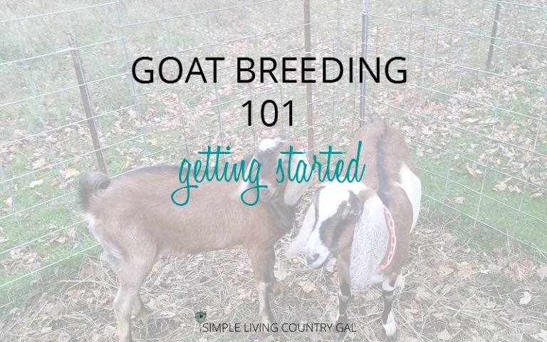 Goat Breeding Prep Getting Started