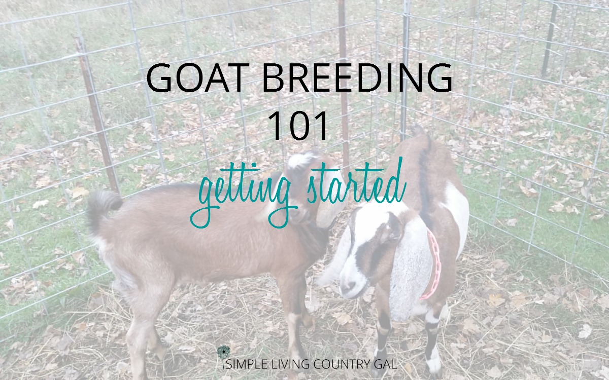 Goat Breeding Supplies  Simple Living Country Gal