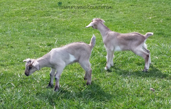 baby goats. My top list of goat breeds for pets. 