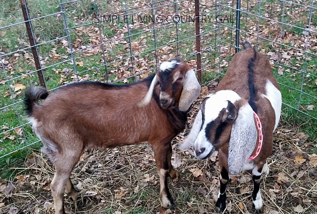 breeding goats in a penned in area of a homestead
