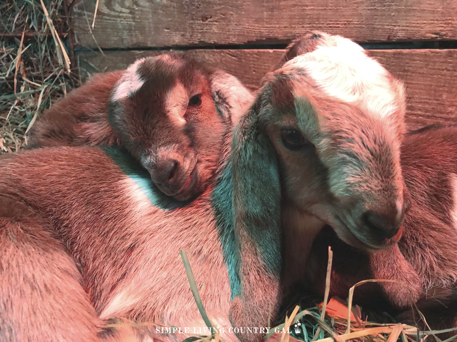 two newborn brown goats snuggling up in a pen