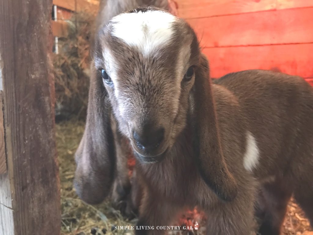 a brown newborn baby goat kid looking directly into the camera 