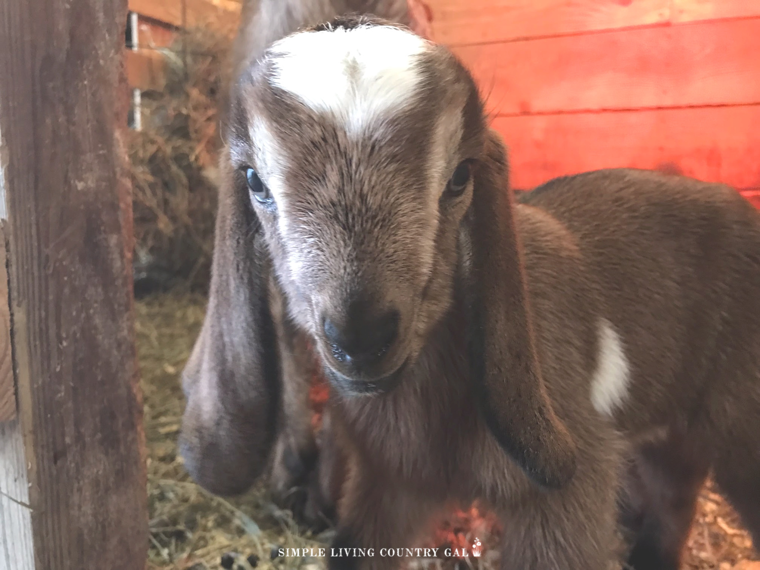 baby goat kid looking at the camer in a barn