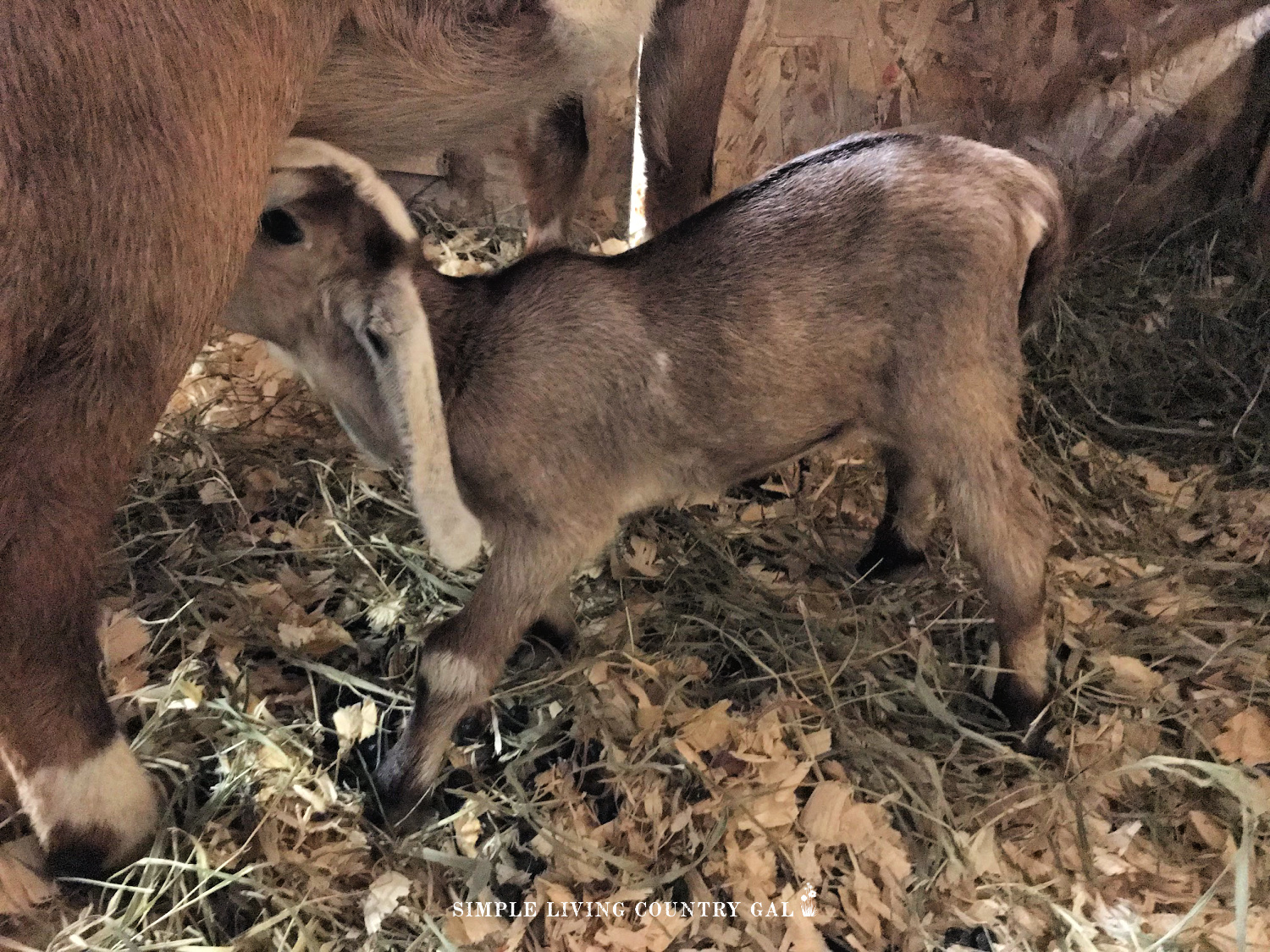 goat kid nursing dairy goat birthing kit