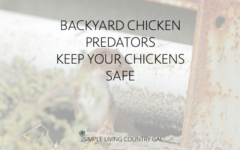Avoiding Backyard Chicken Predators – How To Keep Your Chickens Safe.