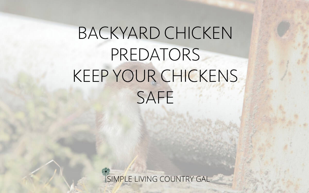 Avoiding Backyard Chicken Predators Simple Living Country Gal