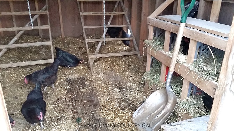 Cleaning out a chicken coop is the first step to finding a predator's way in