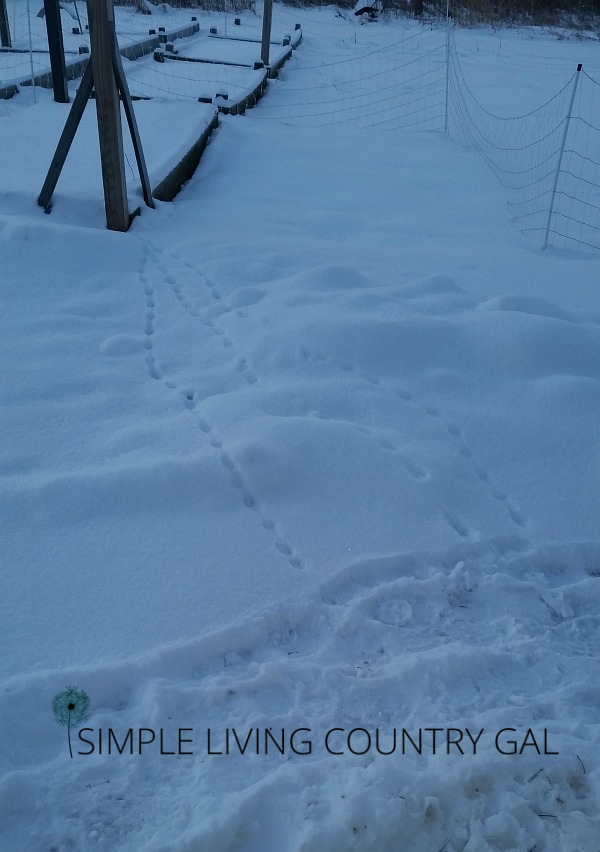 Weasel prints in the snow are a sign you have a backyard chicken predator