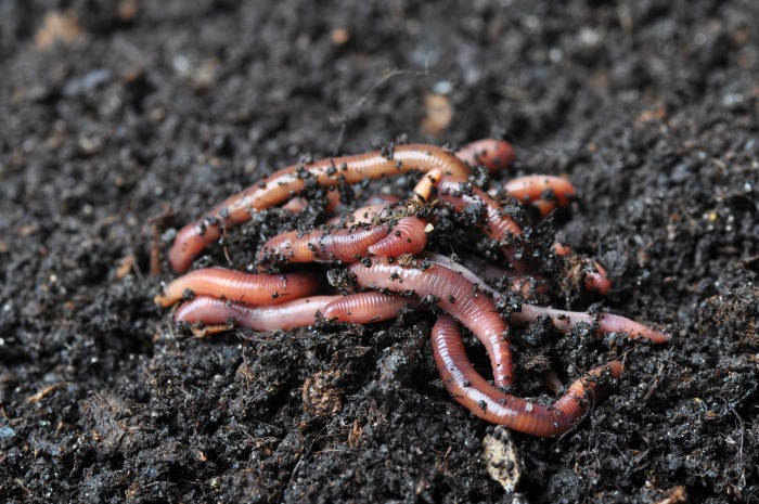 Earth worms in a backyard gardening compost heap.