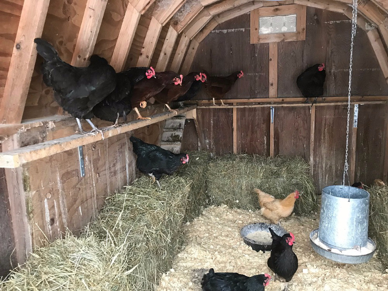 A clean coop protected from backyard chicken predators