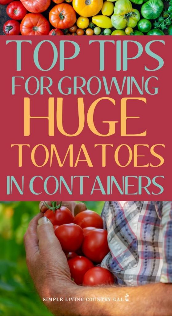 How to grow huge tomatoes in containers. Tips on growing huge tomatoes in containers on your porch. How to have a garden right outside your own back door. Gardening tips for beginners and a step by step on how to grow veggies in pots.