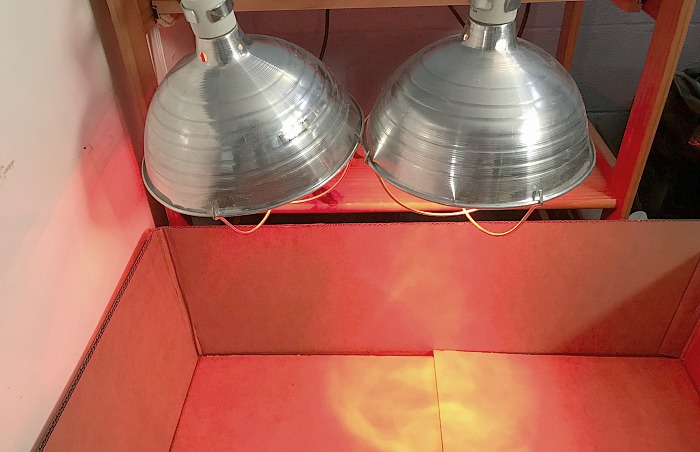 These heat lamps will help keep your baby chick housing system warm and comfortable for your baby chicks and ducks