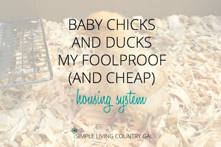 Baby Chicks and Ducks – My Foolproof (and cheap!) Housing System