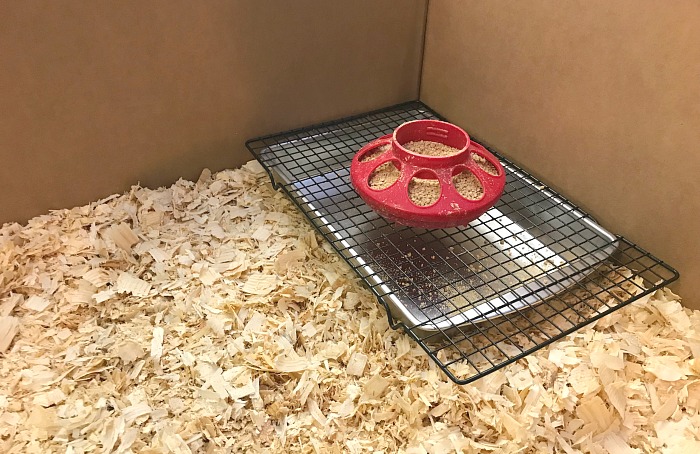 Setting up a feeding system in my baby chick and duck housing