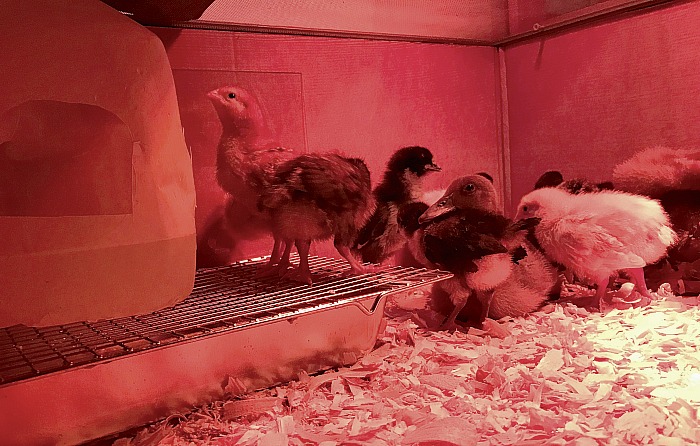 The baby chicks enjoying their new home under a warming red light