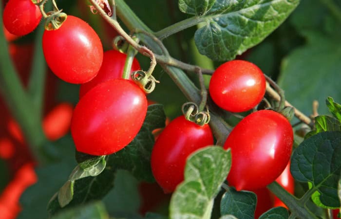 A closeup of luscious cherry tomatoes grown in pots