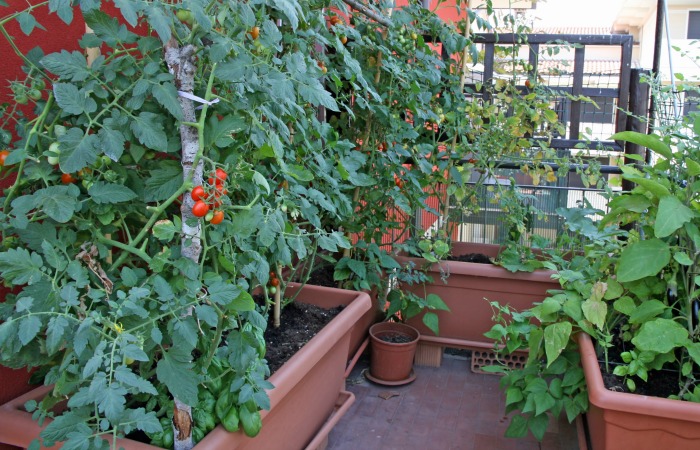This patio garden is short on space, but makes use of planter barrels to grow luscious plants.