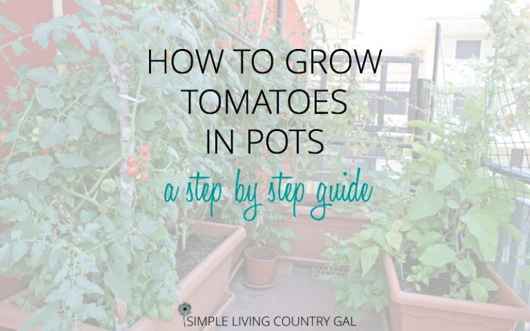 How To Grow Tomatoes In Pots – A Step-By-Step Guide