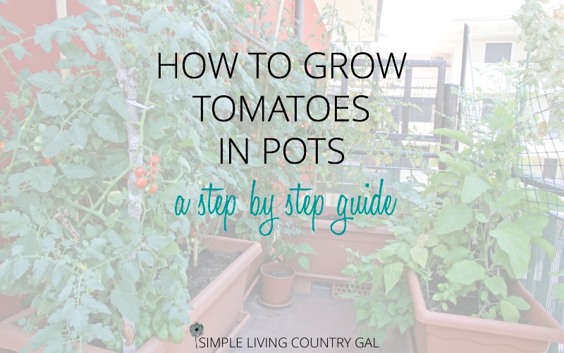 How To Grow Tomatoes In Pots A Step By Step Guide Simple