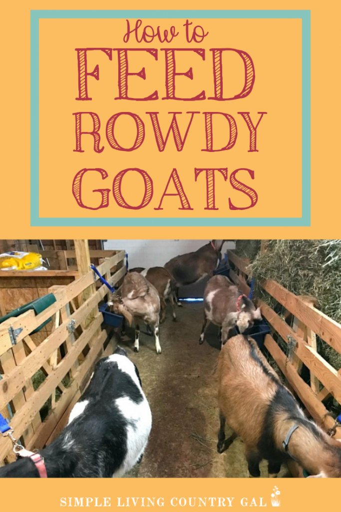 how to feed rowdy goats pin