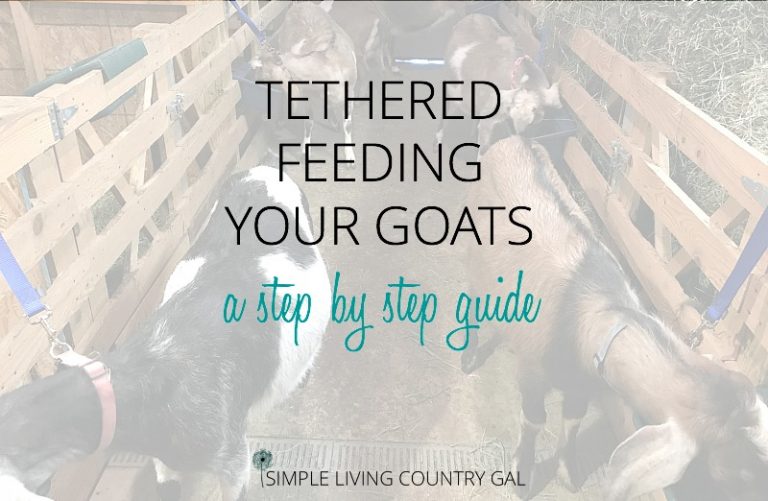 Feeding Dairy Goats – Training Rowdy Goats