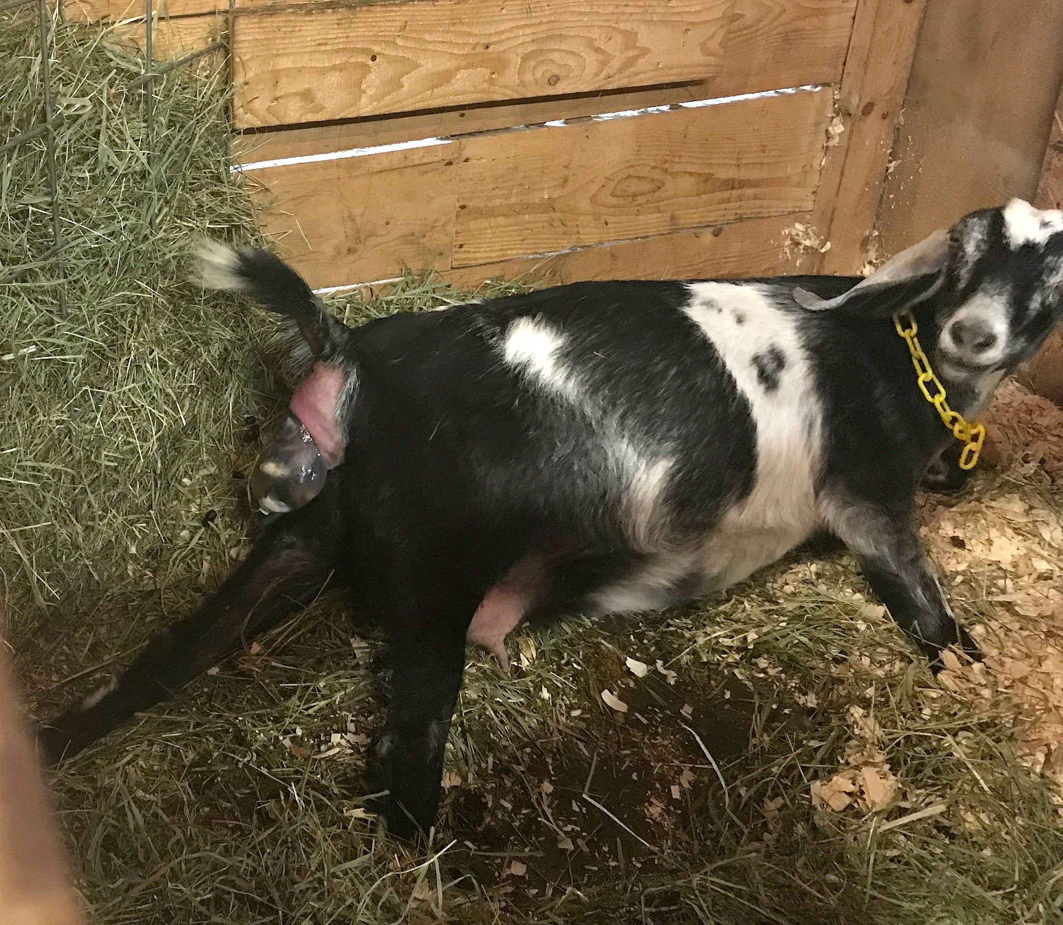 goat lying down and in labor. Goat kidding signs